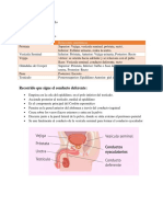 Relaciones Anatomicas Masculino