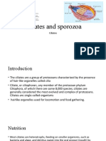 Ciliates & Sporozoa