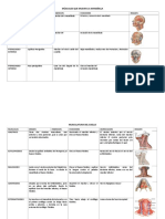 Unidad 12. TableauMuscles