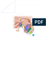 Funciones Del Sistema Digestivo