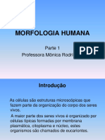 Morfologia Humana parte 1