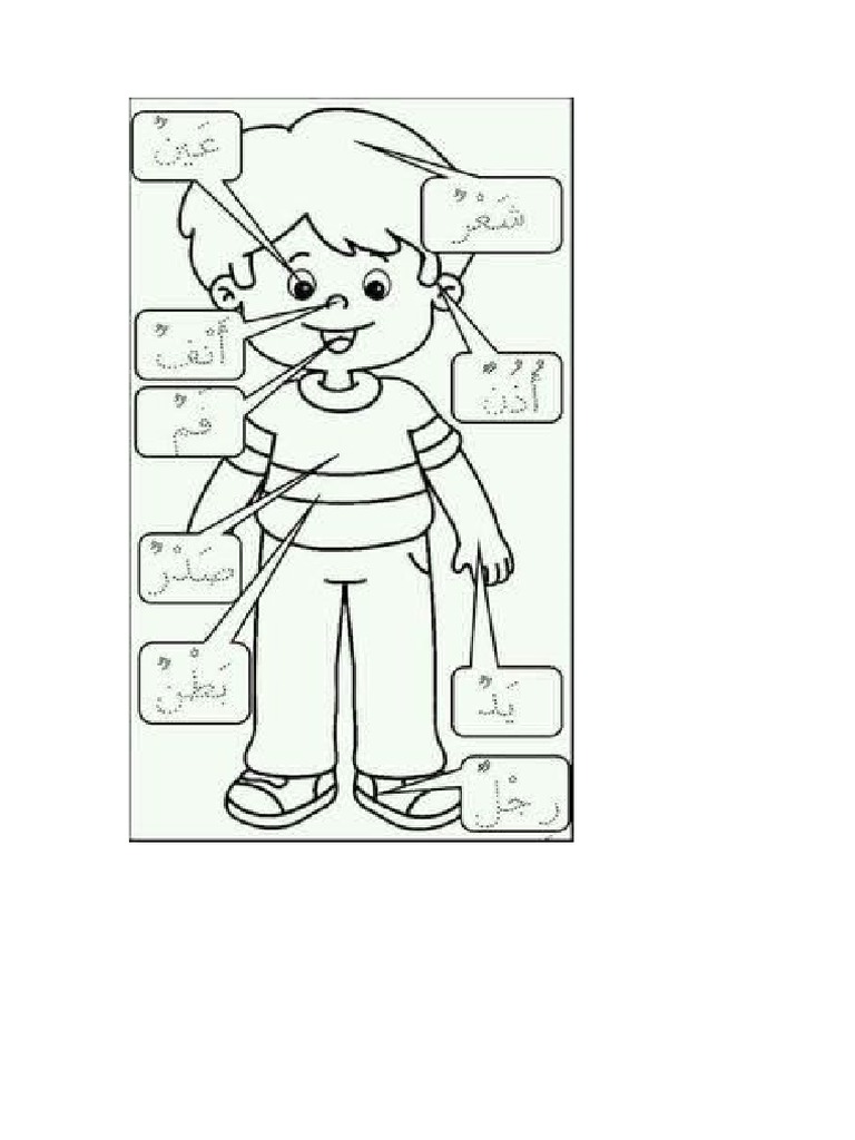 Anggota Tubuh Bahasa Arab | PDF