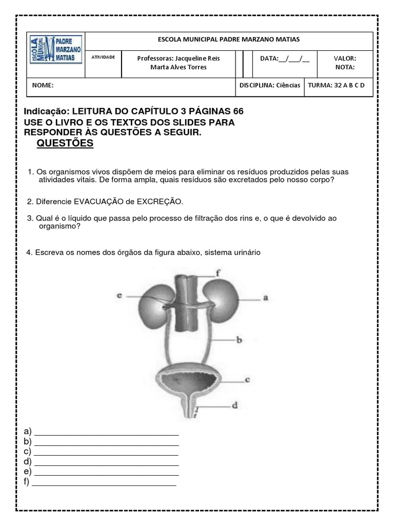 Atividades sobre o Sistema Excretor | PDF