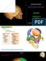 Endobase y Exobase | PDF | Cráneo | Cabeza y cuello humanos