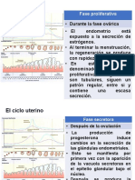 Histofisiología Genital Femenino