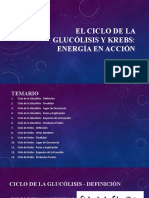 Presentacion de Bioquimica El Ciclo de La Glucólisis y Krebs