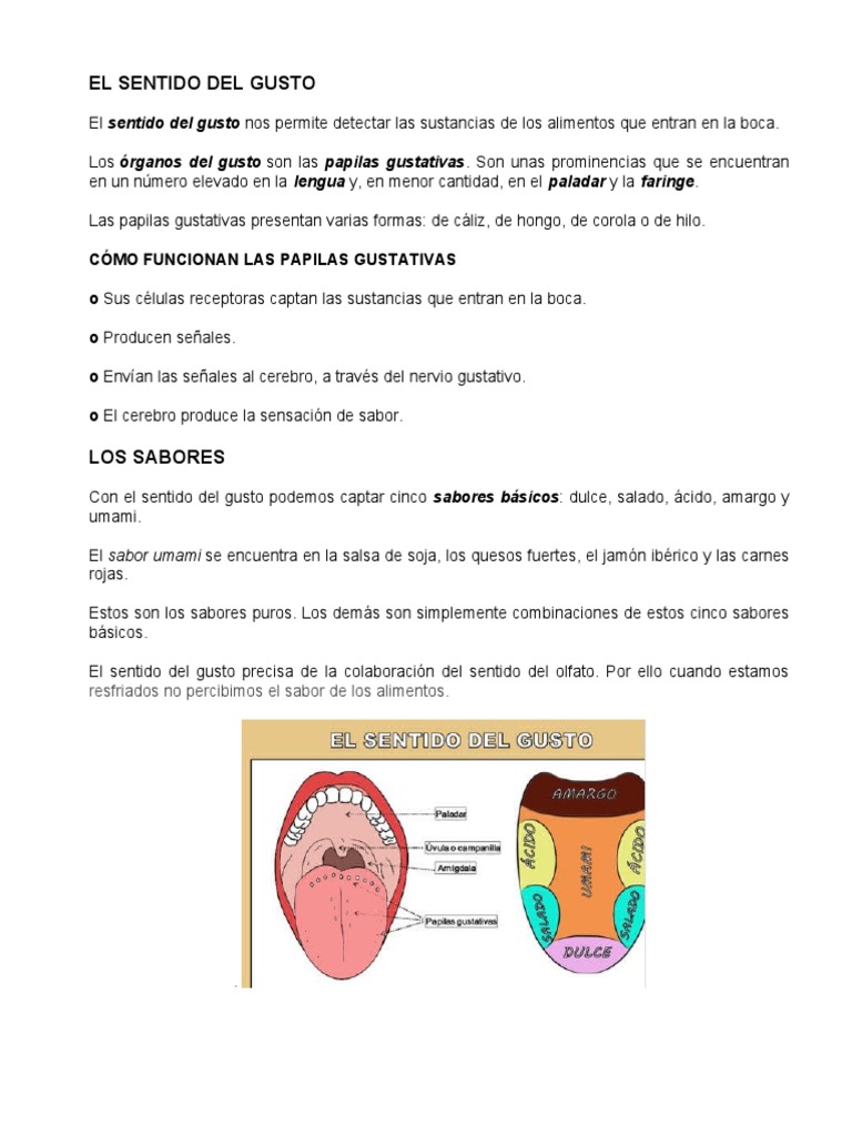 Sentido Del Gusto Pdf