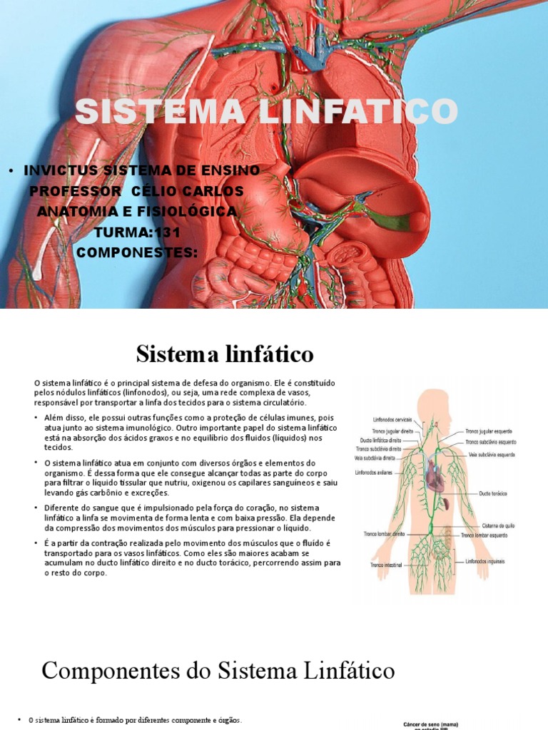 Sistema Linfático Pdf Sistema Linfático Linfa