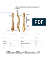 La Columna Vertebral