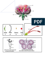 4la Reproduction Sexuee Chez Les Plantes A Fleurs Documents 2 1