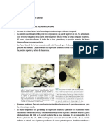 Capitulo 175. Anatomia Base Craneo Lateral