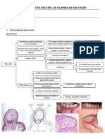 Unidad 13: Patologia de Las Glandulas Salivales