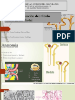 Anatomía y Función Del Túbulo Contorneado Distal (Autoguardado)