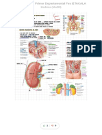 Guia Urinario Primer Departamental