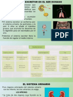 18.3-Sistema Excretor