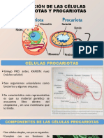 5.1. - Evolución de La Células Eucariotas y Procariotas
