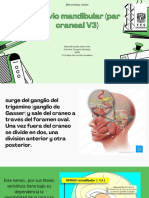 Nervio Mandibular (Par Craneal V3)