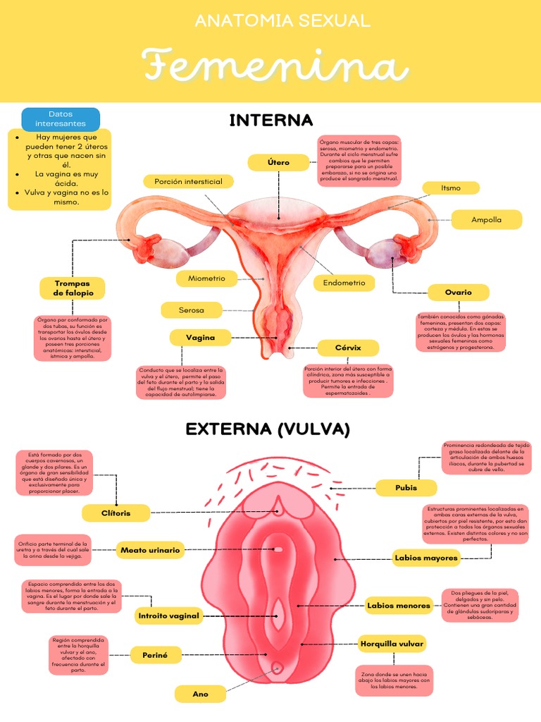 Infografía Anatomia Sexual Femenina y Masculina | PDF | Vagina | Labios