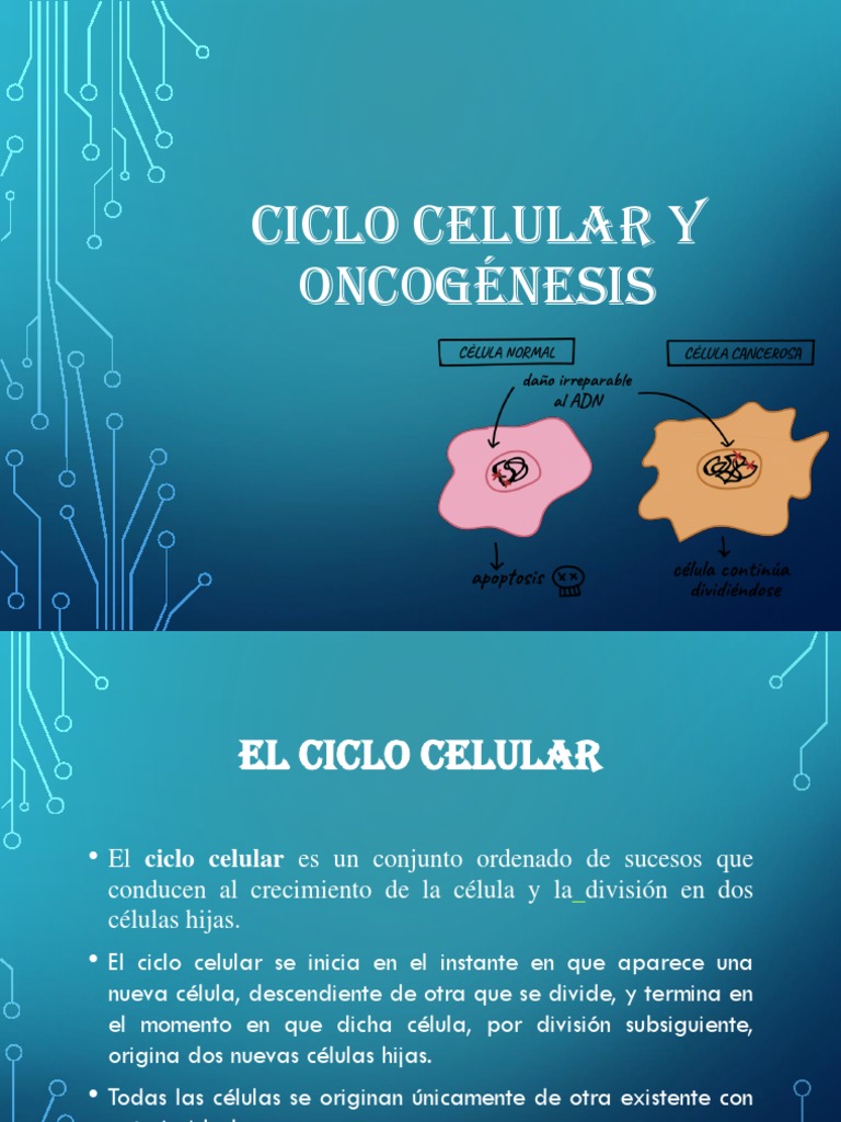 Oncogénesis | PDF | Mitosis | Ciclo celular