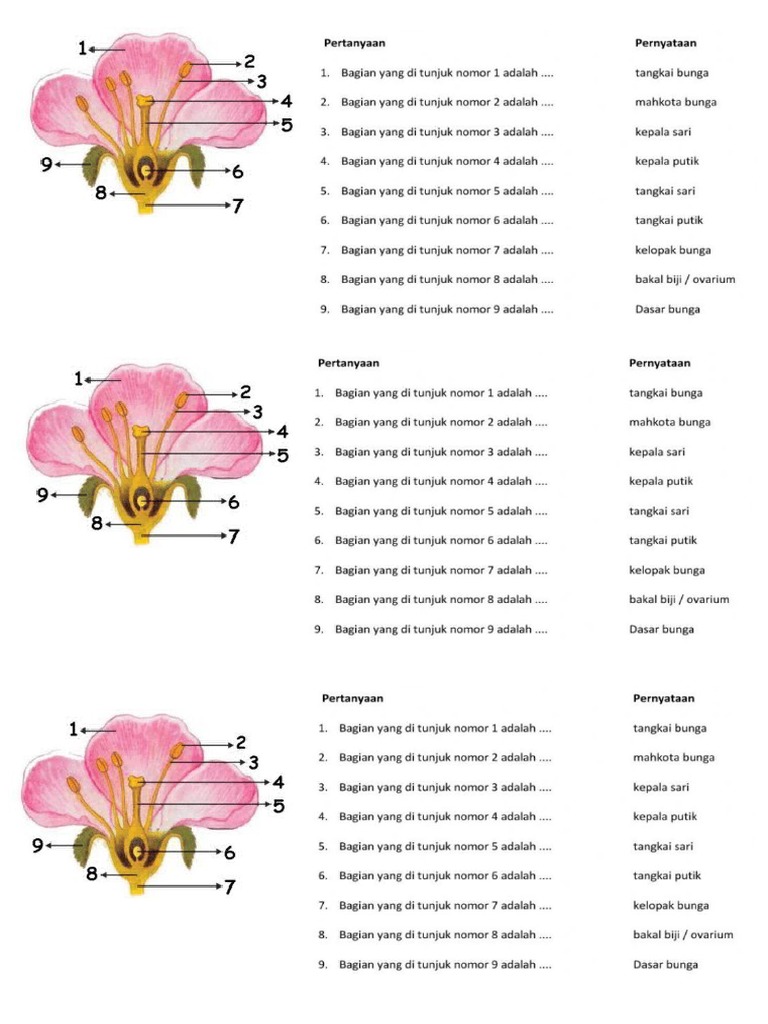 Gambar Struktur Tanaman | PDF
