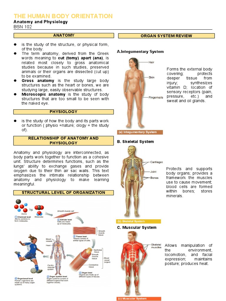 Overview of Human Body Systems | PDF | Human Body | Anatomy