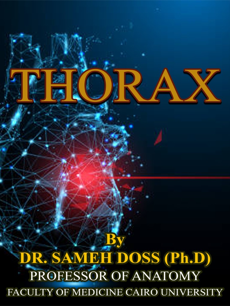 Anatomy of the Thoracic Cage | PDF | Vertebra | Thorax