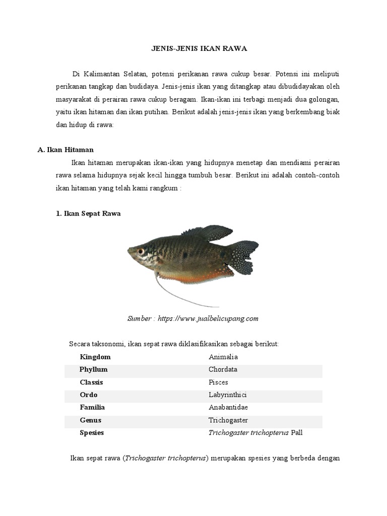 Jenis Ikan Rawa di Kalimantan Selatan | PDF | Sains & Matematika