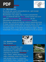 Tukli mushukdagi Dikning yaqindan korinishi