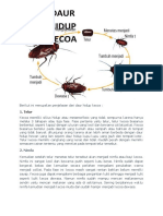 Tugas Kelompok Daur Hidup Kecoa & Kucing-Daffa Akbar