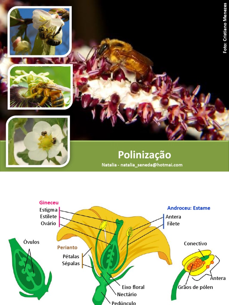 Polinização: Processos e Importância | PDF | Flores | Polinização