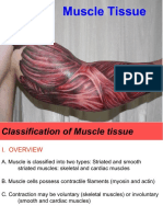 Muscular Tissues