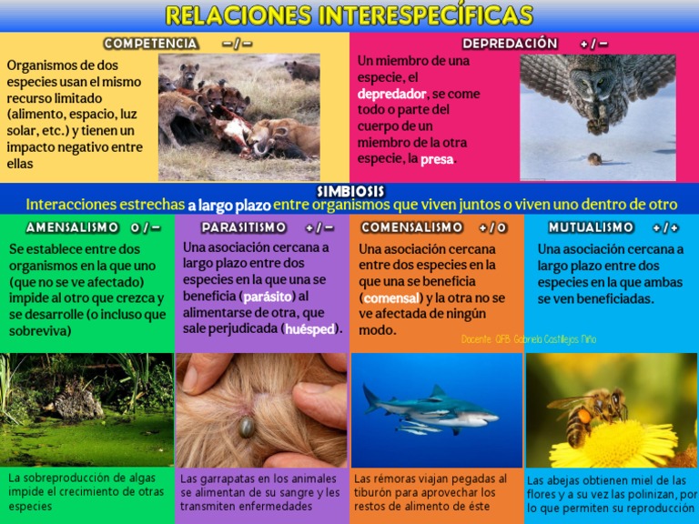Relaciones Interespecíficas y Ejemplos | PDF