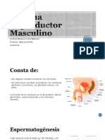 Sistema Reproductor Masculino