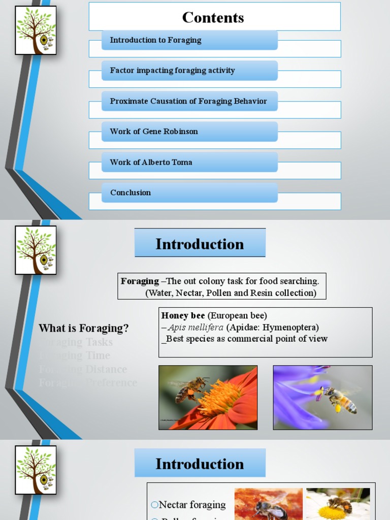 Foraging Behaviour Of Apis Mellifera Pdf Honey Bee Foraging