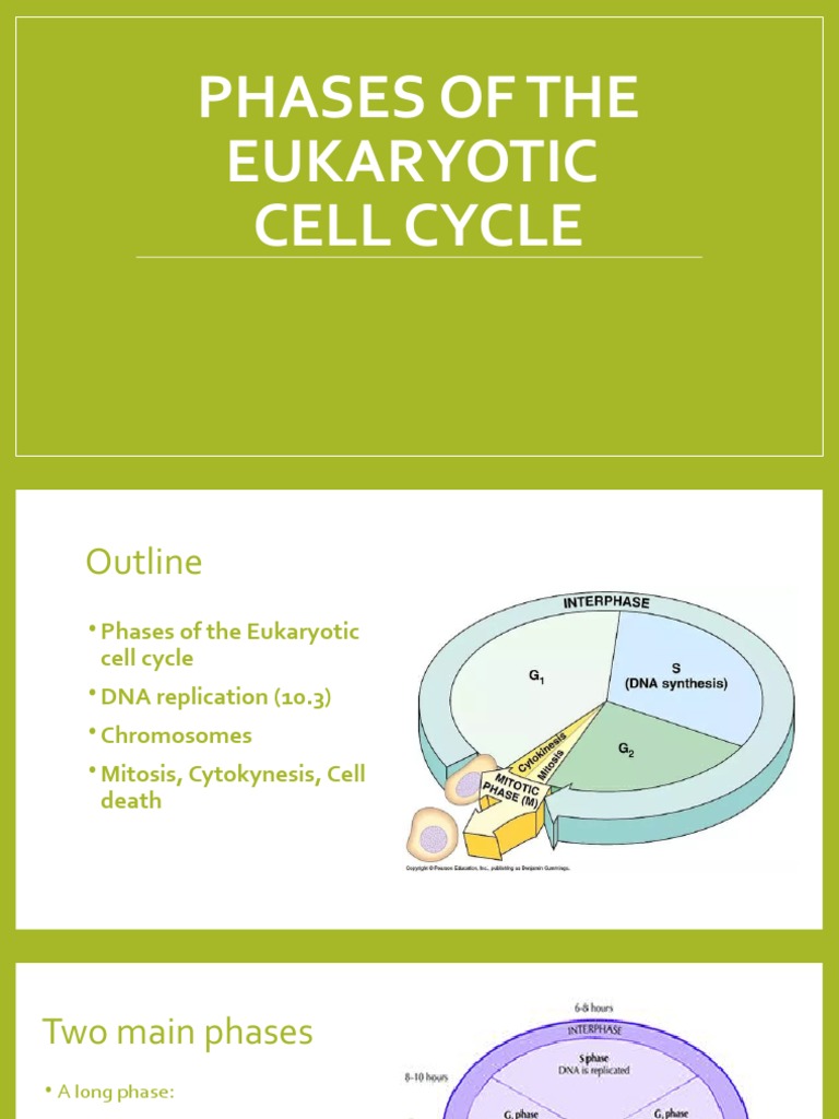 3 The Cell Cycle Biology Diagrams