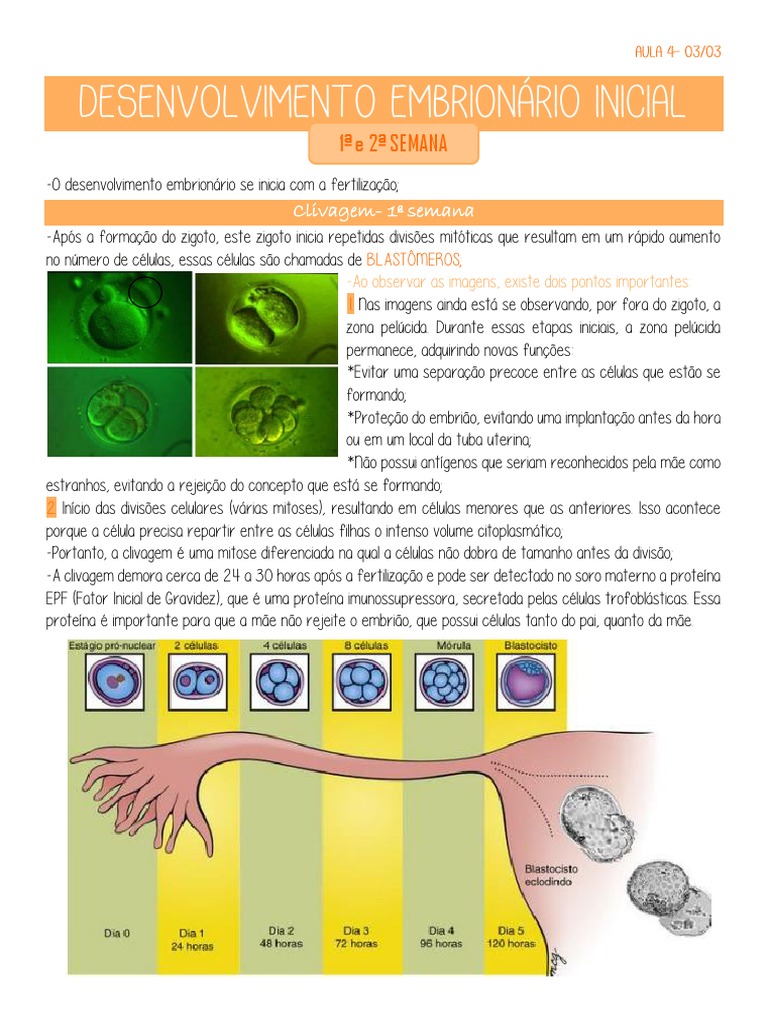 4 Desenvolvimento Embrionário Inicial | PDF | Placenta | Reprodução