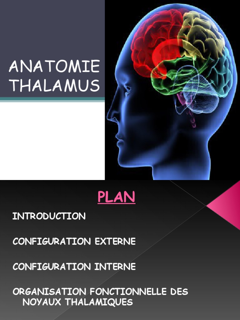 THALAMUS | PDF | Thalamus | Cortex cérébral