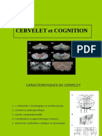 Cervelet - Cognition Anat Fonct