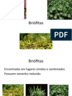 Briófitas
