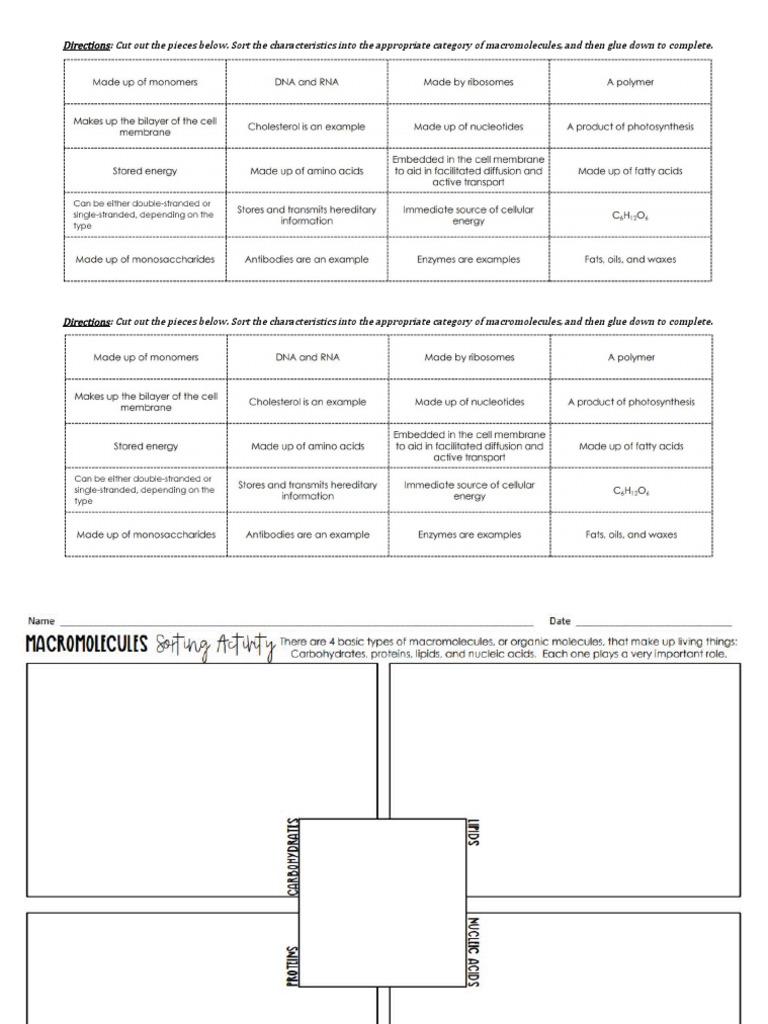 Macromolecules Sorting Cards 2022 PDF