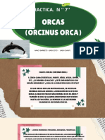 Practica. N '' 7'': Orcas (Orcinus Orca)