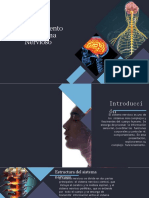 El Complejo Funcionamiento Del Sistema Nervioso (Explicación) 1