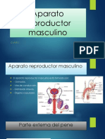 Aparato Reproductor Masculino