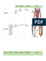 Musculo Taller de Morfologia