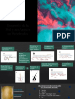 Desarrollo de La Piel y Sus Anexos en