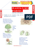 La Planta y Sus Partes para Primer Grado de Primaria