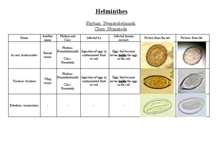 Parasites in Stool B | PDF