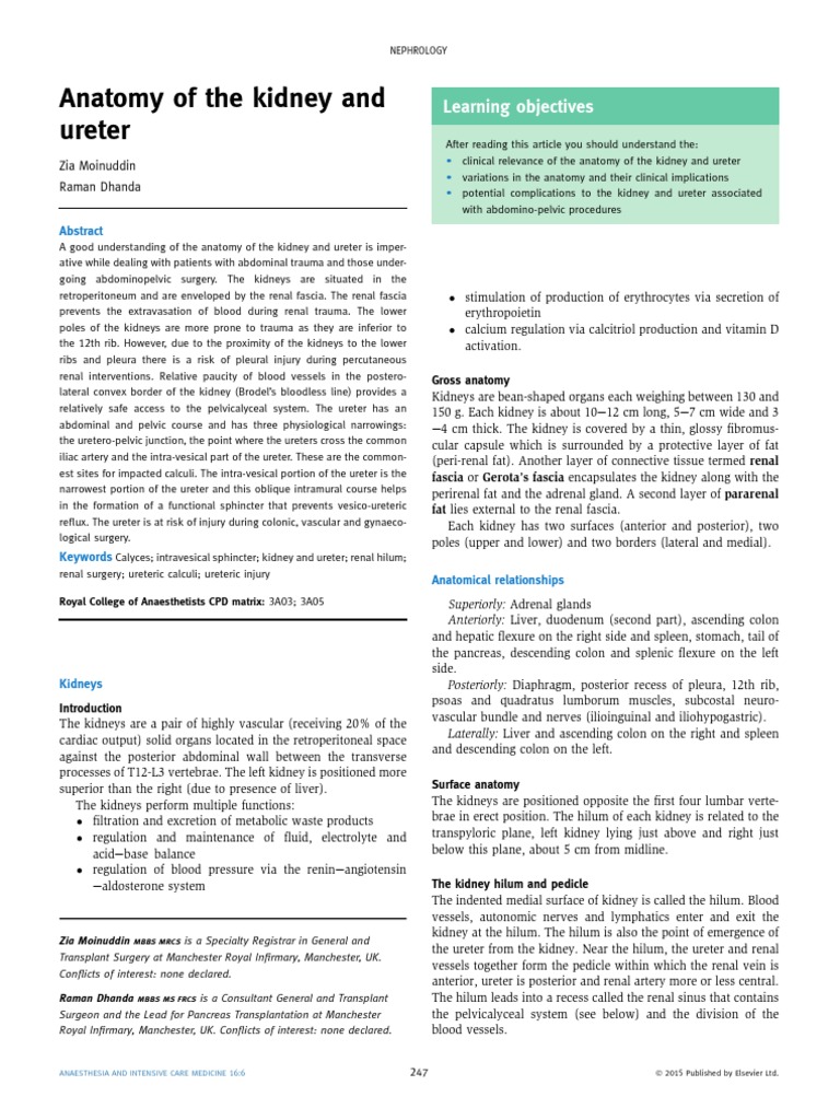Kidney and Ureter Anatomy Guide | PDF | Kidney | Genitourinary System