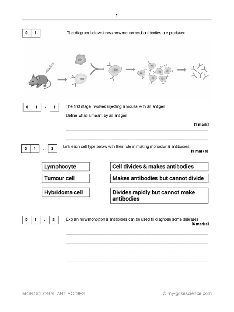 MonoclonalAntibodiesExam Style Questions PDF Antibody