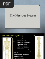 The Nervous System